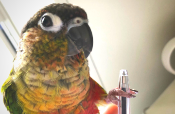 Lessons Learned from my Conure