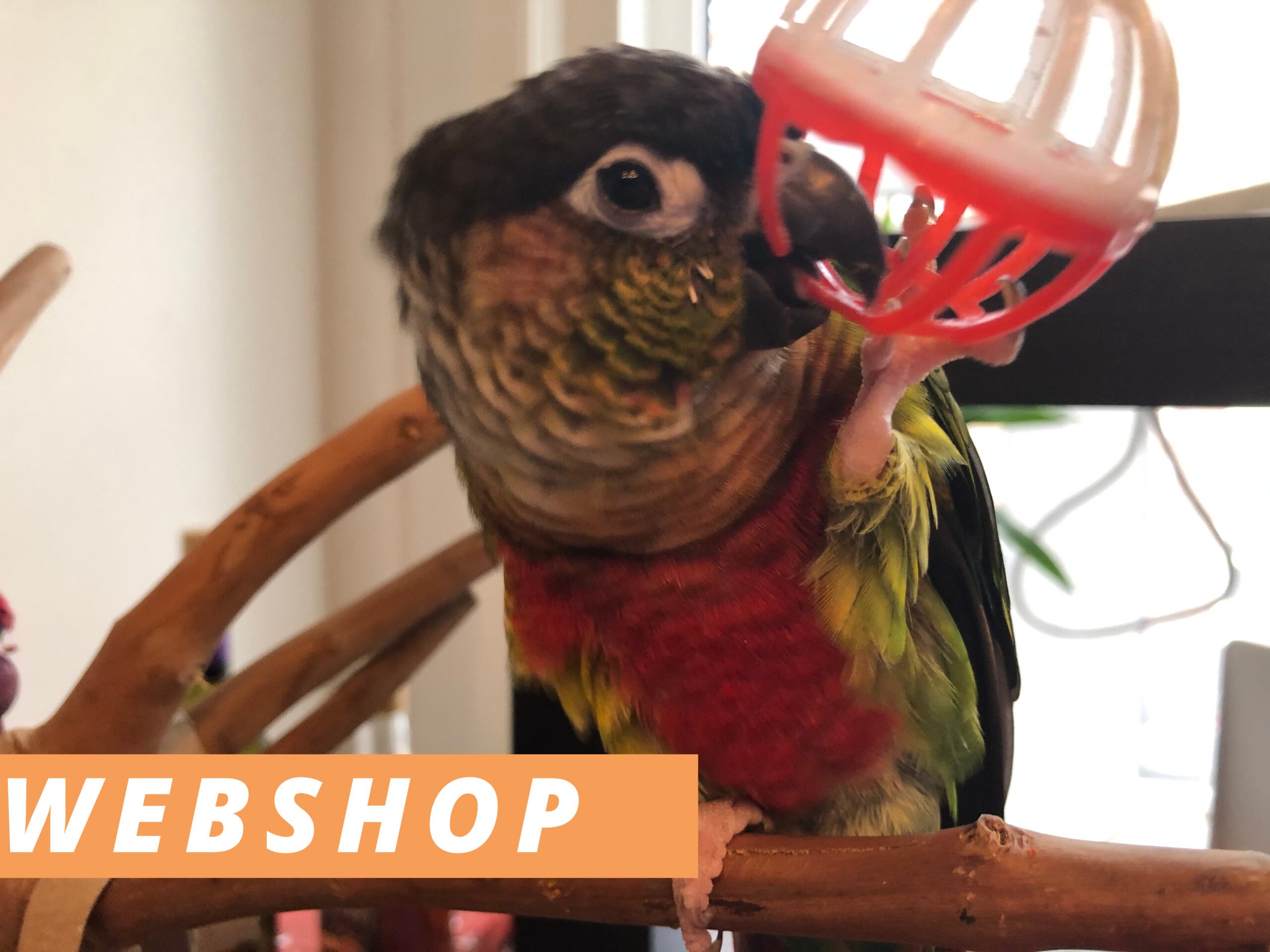 Webshop Best Parrot Toys