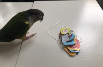 DIY Parrot Toys: Tea bag strings and paper labels