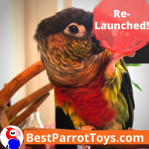 Best Parrot Toys is now relaunched