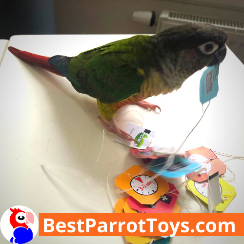 DIY Parrot Toys: Tea bag strings and paper labels
