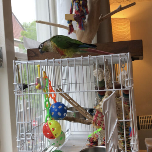 Parrot playing on travel cage