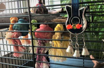 Parrot Biting Stick in the Cage, "'the project'"