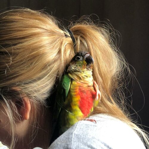 Parrot Enjoying the Vacation Sun