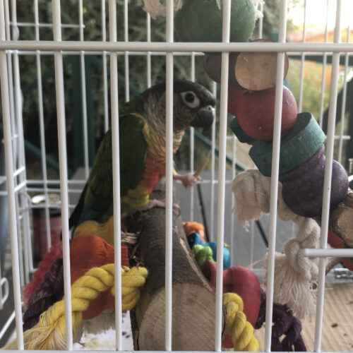 Parrot in Travel Cage on Vacation