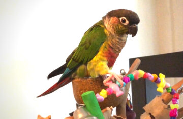 Are Green Cheek Conures Loud