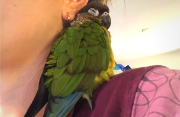 Are Green Cheek Conures Loud - Green Cheek Conure Napping