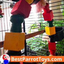 Parakeet SWING - Product REVIEW