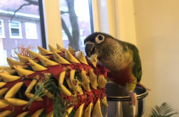 Parrot Playing with his Pineapple Toy