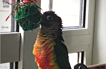 Parrot playing with his ball