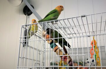Our conure at the Holiday Pet Hotel
