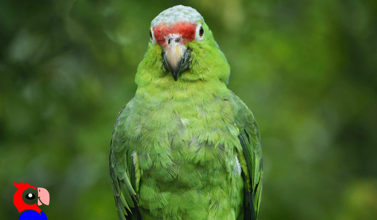 Are Parrots Smart - featured image