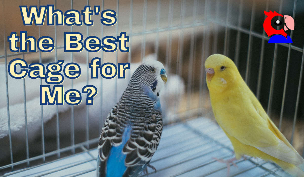 Bird Cages for Parakeets - featured image
