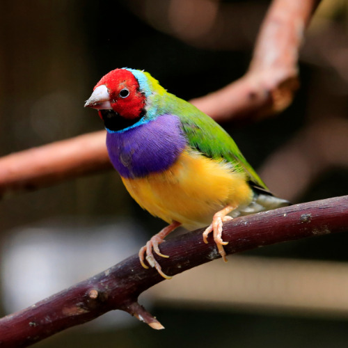 Finches as Pets - Gouldian finch