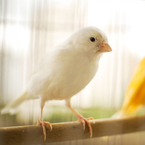 Finches as Pets - canary