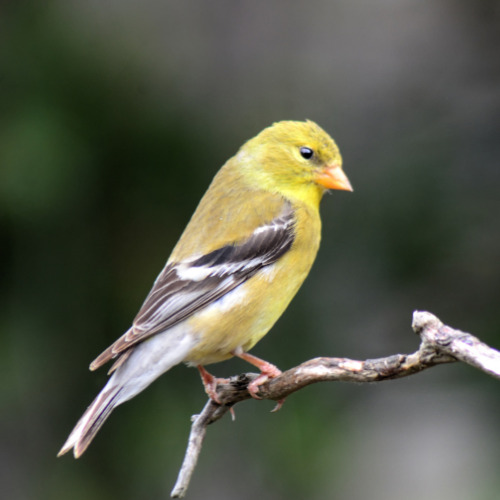 Finches as Pets - society finch