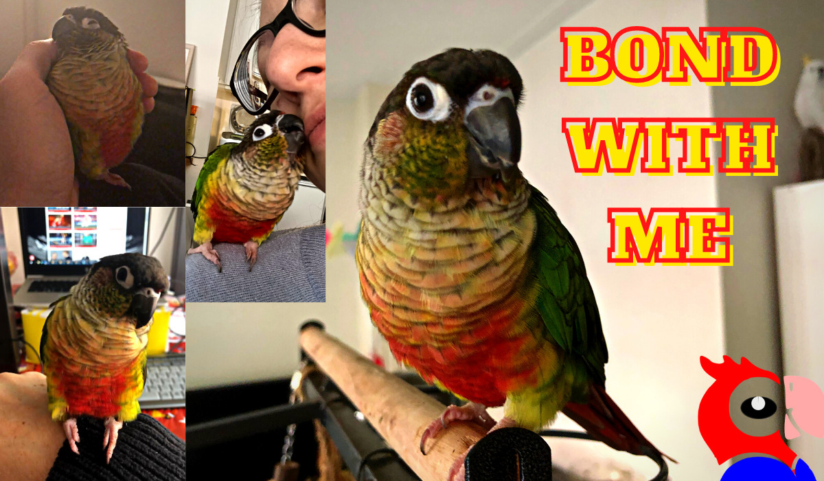 How To Bond With Your Bird - featured image