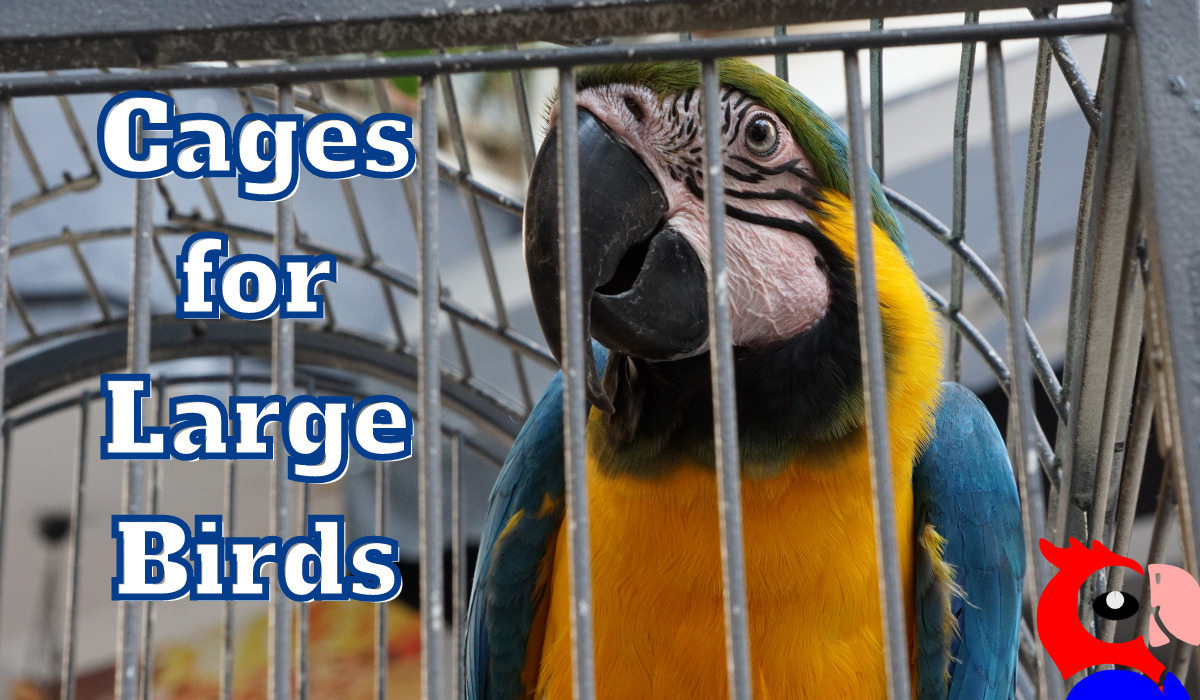 Parrot Cages For Large Birds - featured image