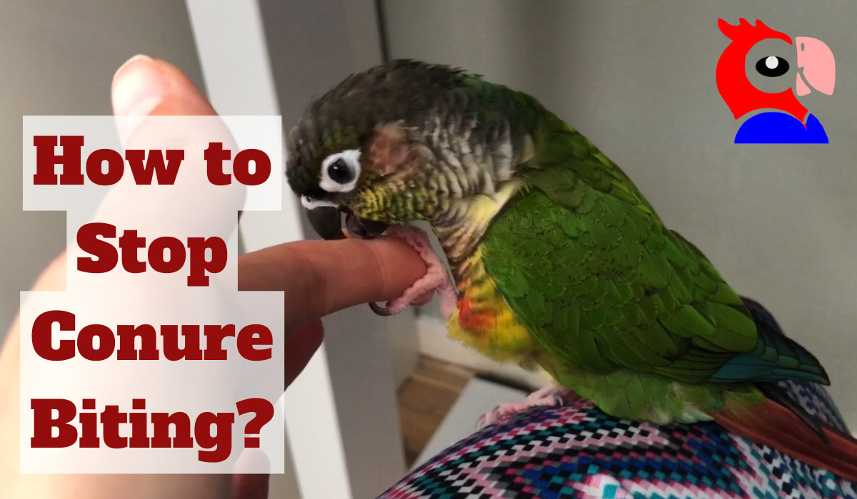 Stop Green Cheek Conure Biting - featured image