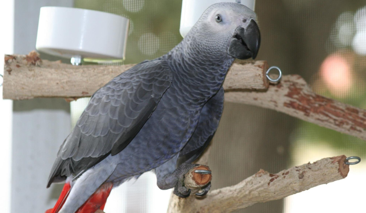 Top 10 Best Pet Birds - African grey