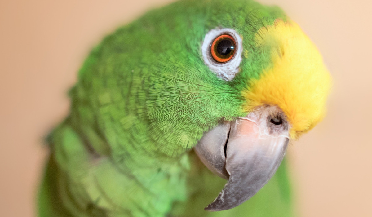 Top 10 Best Pet Birds - Amazon