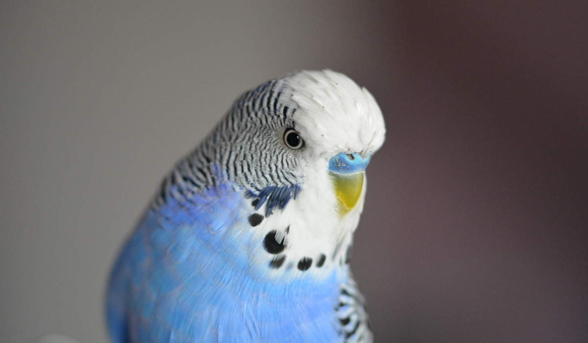 Top 10 Best Pet Birds - Budgy