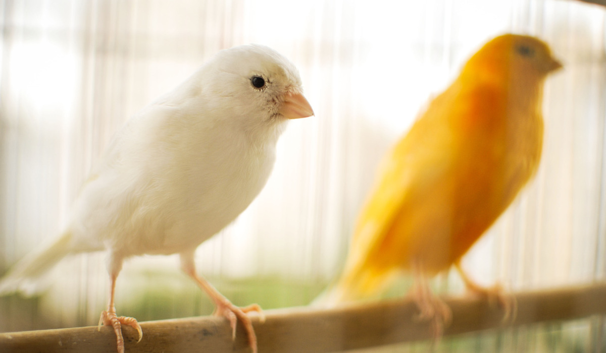 Top 10 Best Pet Birds - Canary