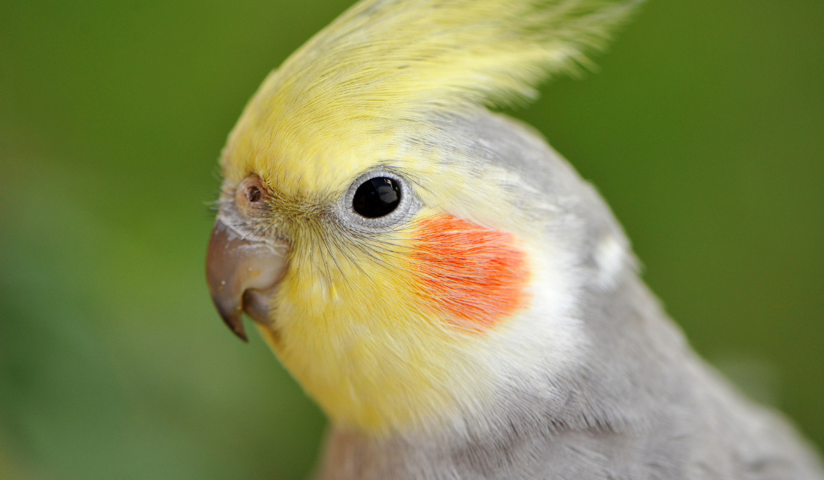 Top 10 Best Pet Birds - Cockatiel