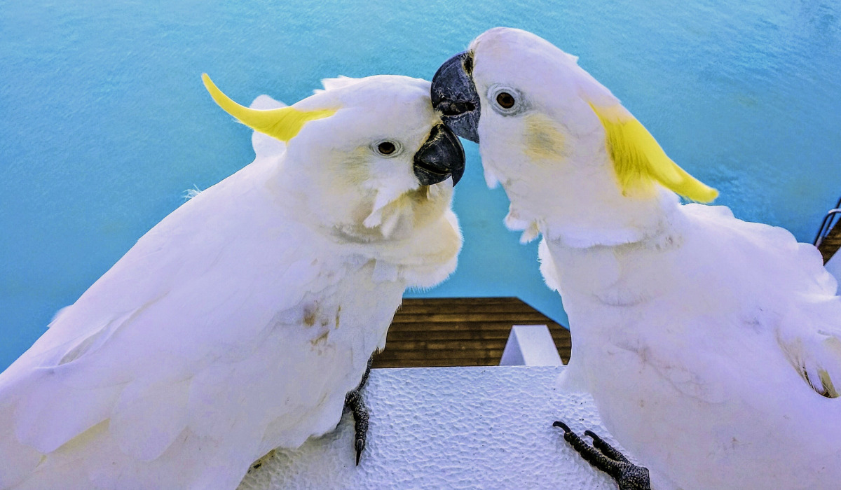 Top 10 Best Pet Birds - Cockatoo