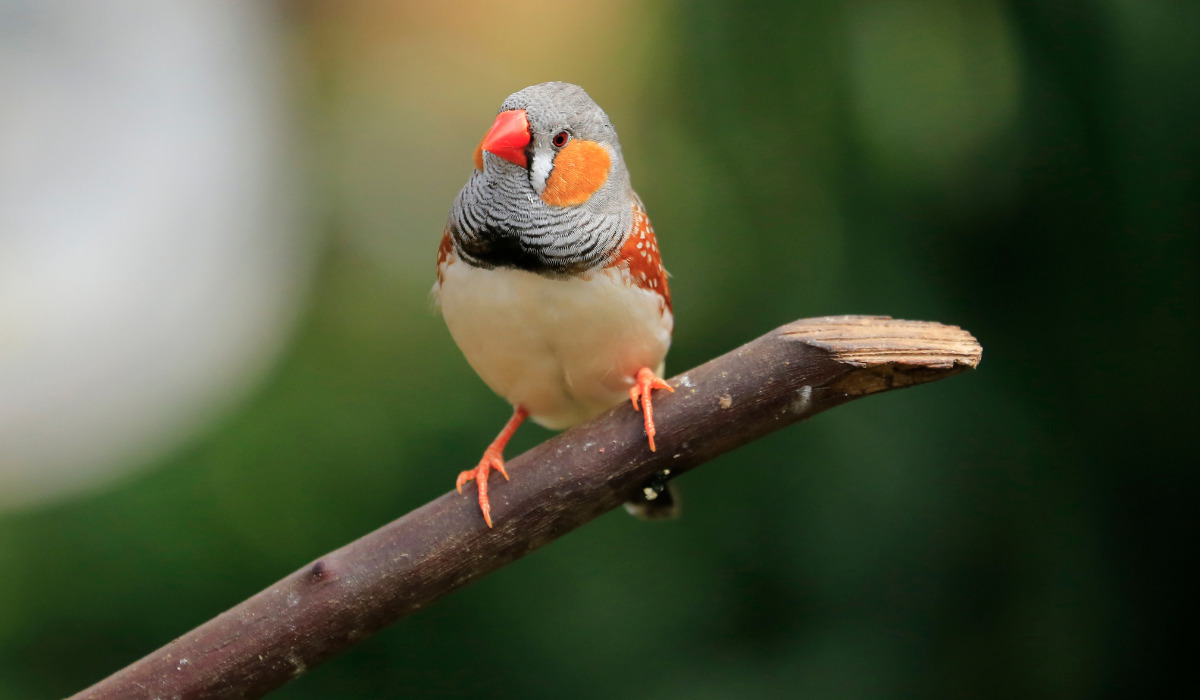 Top 10 Best Pet Birds - Finch