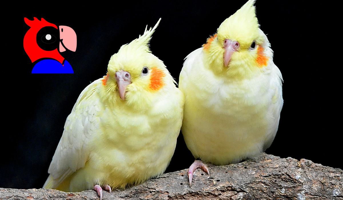 Top 10 Best Pet Birds - featured image