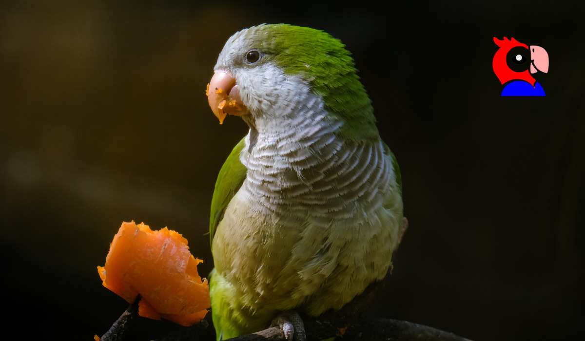 Quaker Parrot Facts - featured image