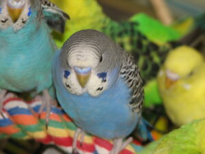parrots as pets