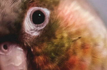 GREEN CHEEK CONURE – HOW DID I CHOOSE?