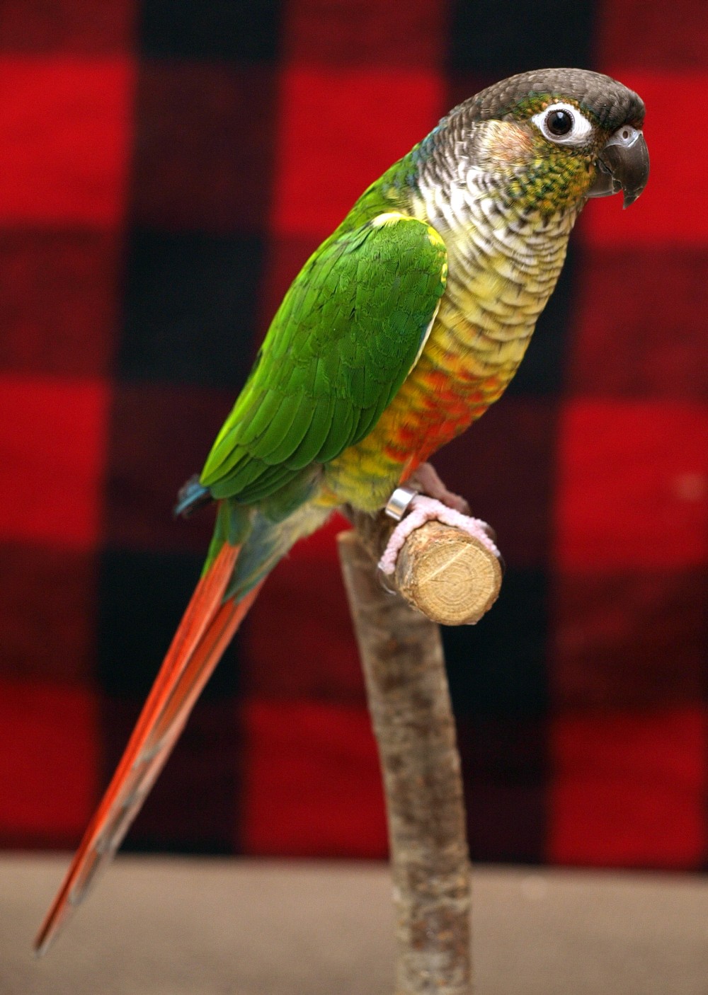 Green cheek conure parrot - how did I choose?