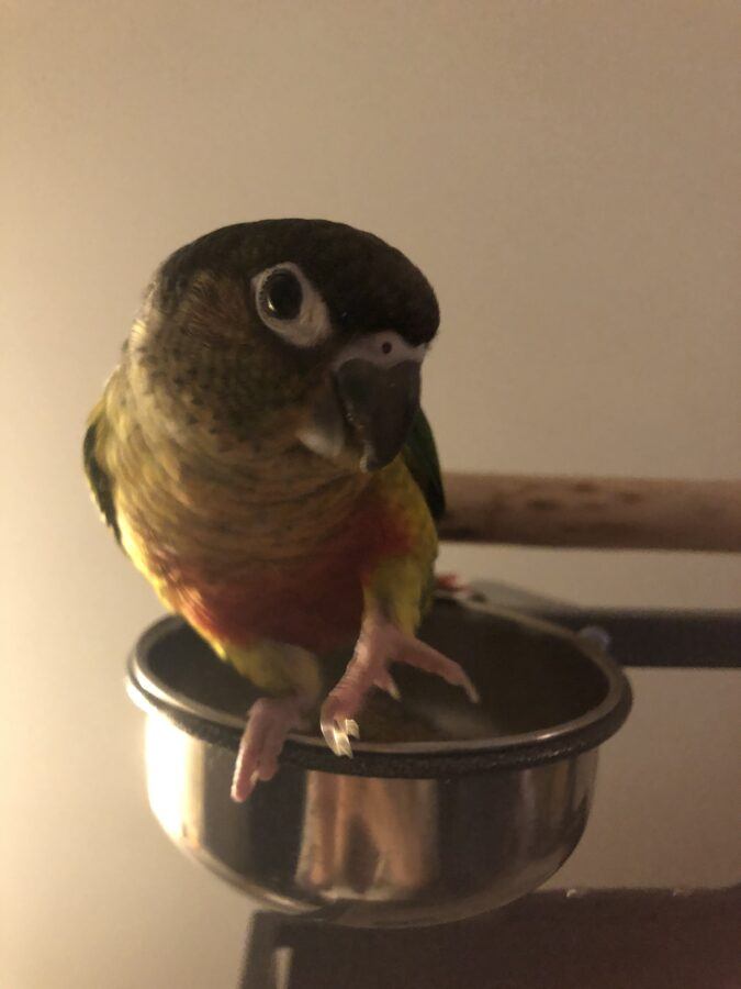 Green Cheek Conure Best Parrot Toys