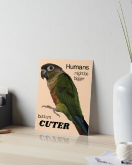 Green Cheek Conure design