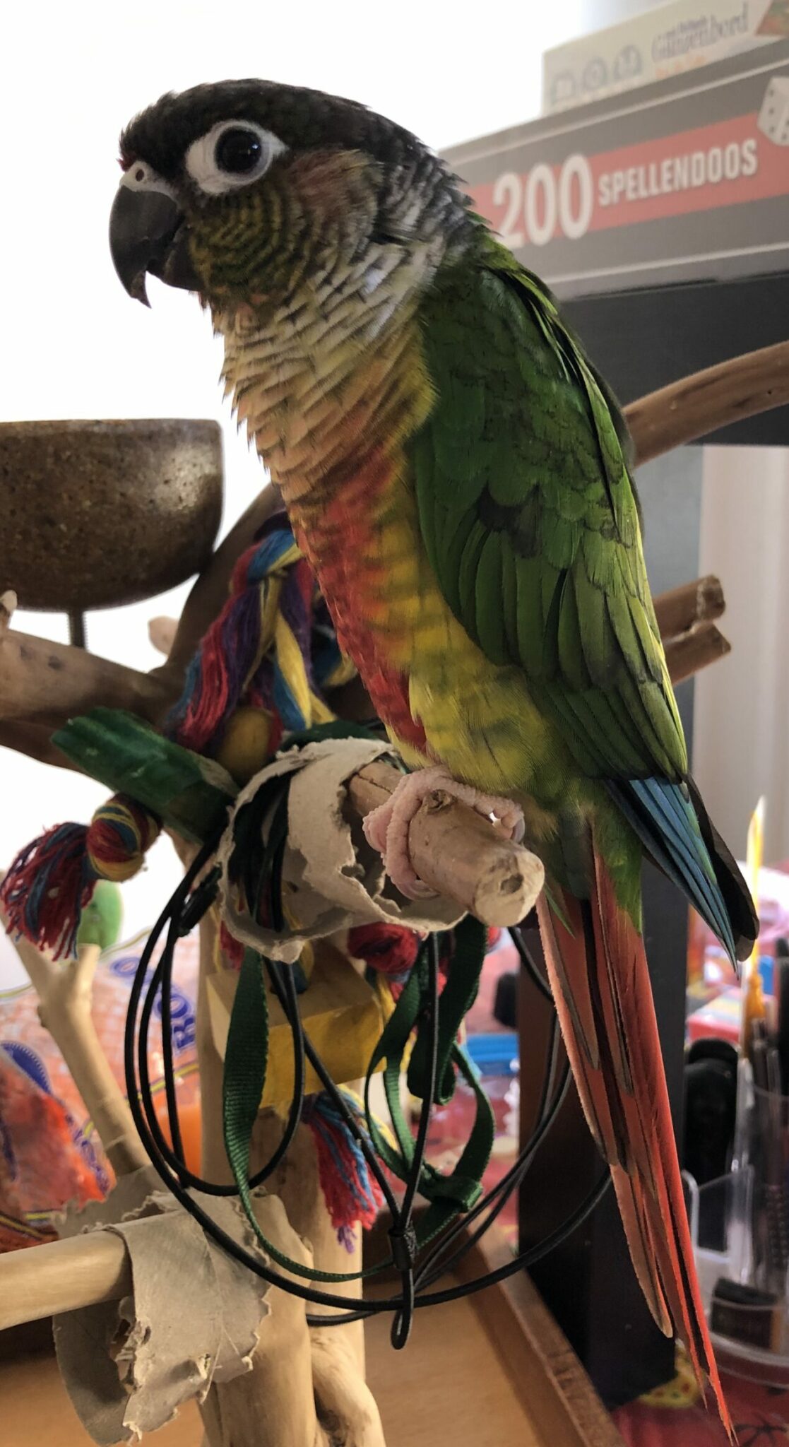 Java Tree Parrot Playstand product review