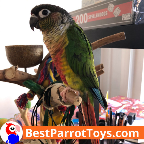 Java Tree Parrot Playstand