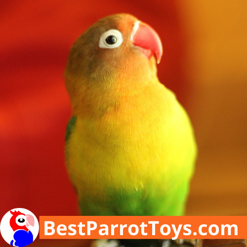 How to choose the right holiday pet hotel for your pet bird parrot