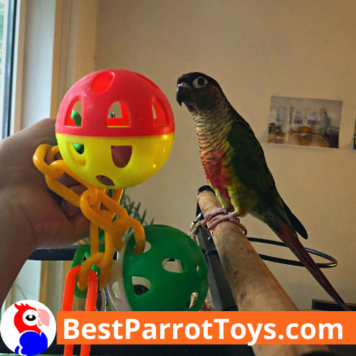 Best PET PARROT Toys