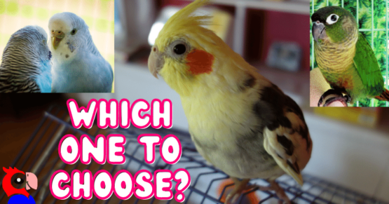 Top 5 Best Birds To Have As Pets And How To Choose | BPT