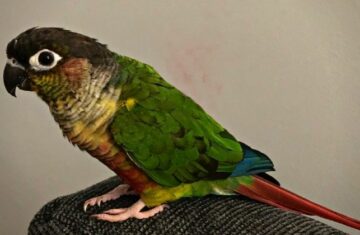 Can Green Cheek Conures Talk - featured image