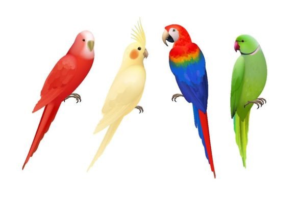 Parrots Tropical Colorful Exotic Birds Graphic