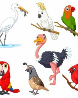 Set of Seven Cartoon Birds Character Graphic