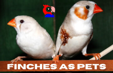 Finches as Pets - featured image