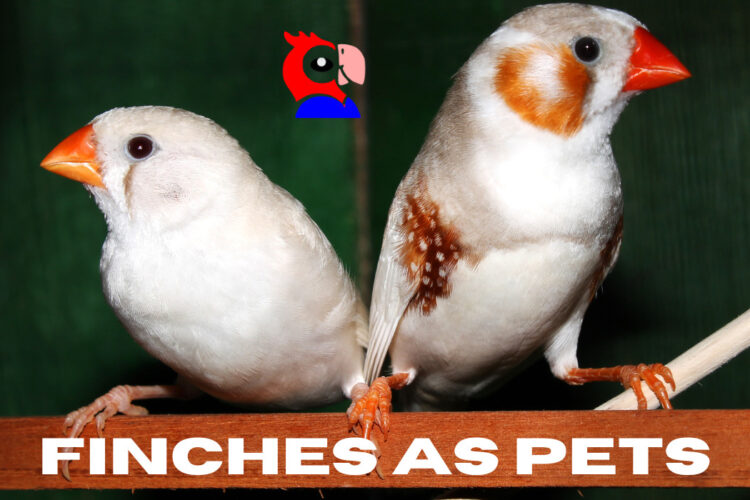 Finches as Pets - featured image
