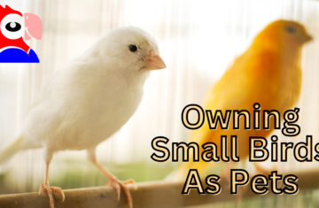 Having Small Birds As Pets (Part 2)