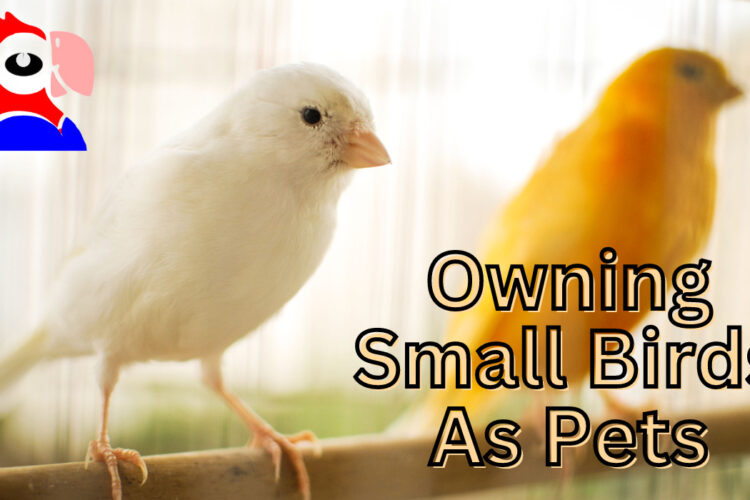 Having Small Birds As Pets (Part 2)