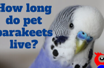 How Long Do Parakeets Live As Pets - featured image